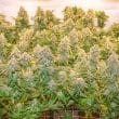 banana-blaze-4