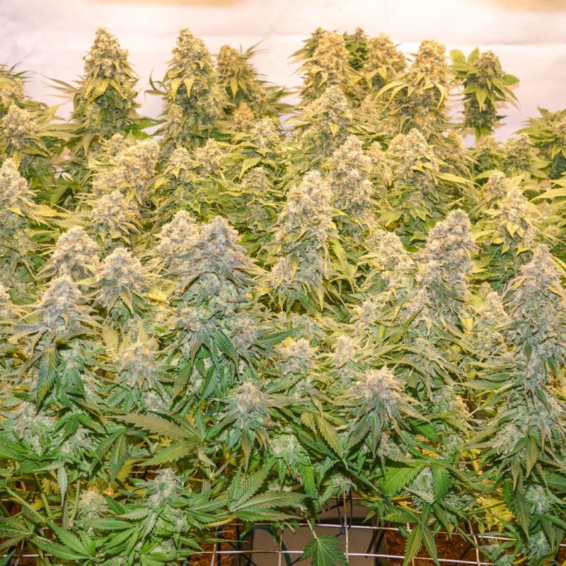Banana Blaze Feminized by Dutch Passion Seeds Banana Blaze Feminized by Dutch Passion Seeds