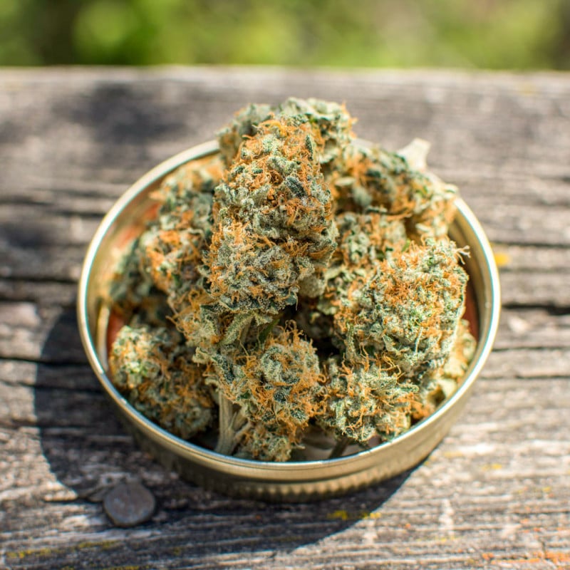 Banana Blaze Feminized by Dutch Passion Seeds Banana Blaze Feminized by Dutch Passion Seeds