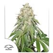 Banana Blaze Feminized by Dutch Passion Seeds