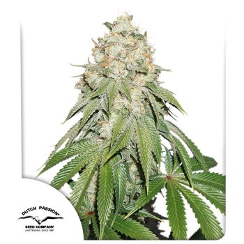 Banana Blaze Feminized by Dutch Passion Seeds