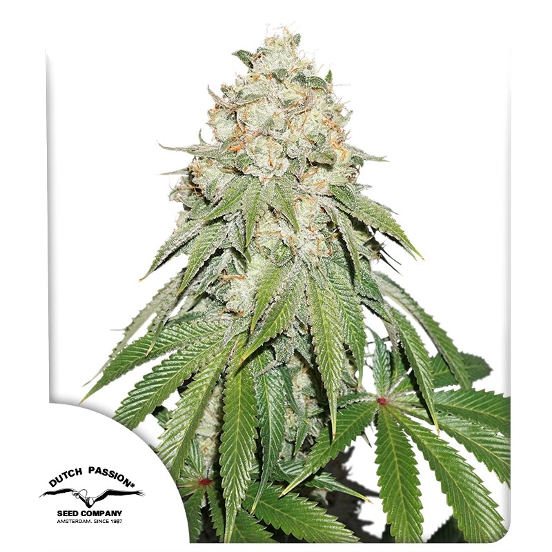 banana-blaze-4