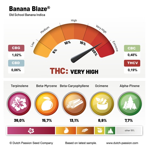 Banana Blaze terpene and cannabinoid profile Banana Blaze terpene and cannabinoid profile