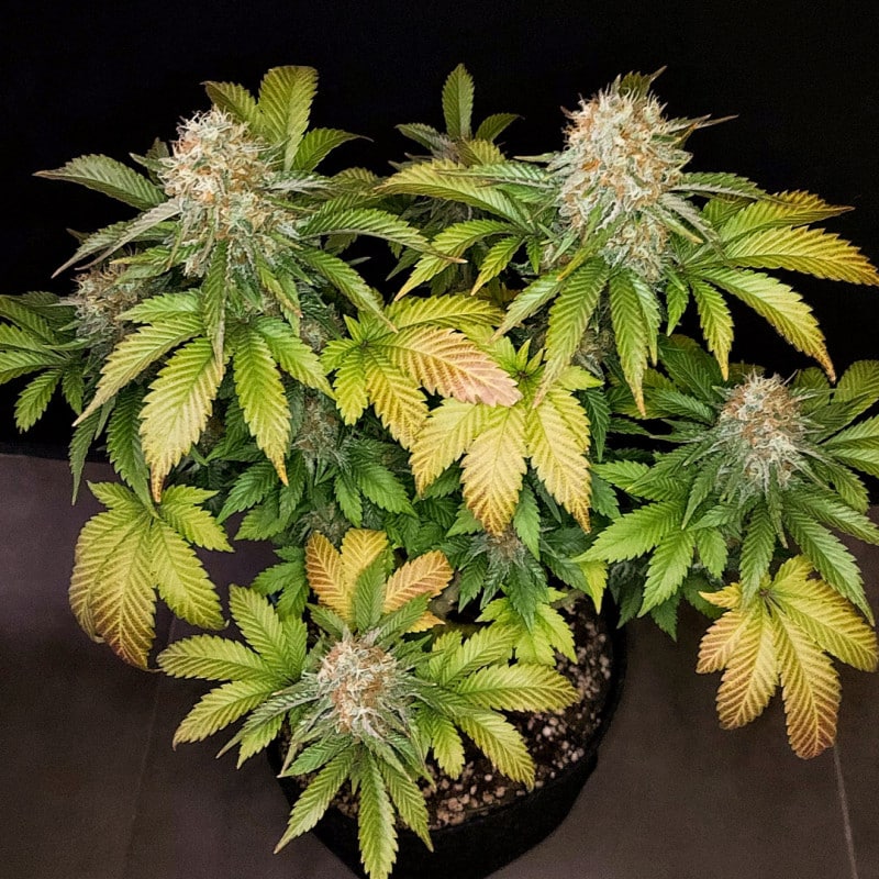 Banana Blaze Feminized by Dutch Passion Seeds Banana Blaze Feminized by Dutch Passion Seeds