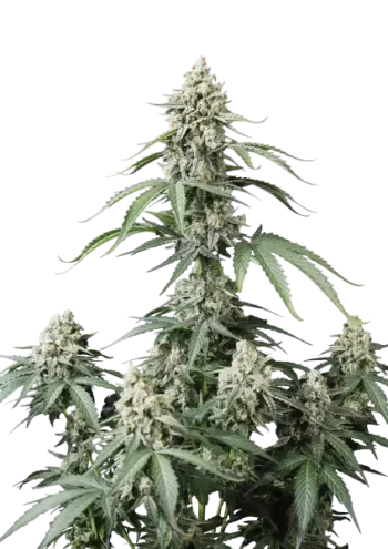 Banana Cherry Cookies Auto seeds by Fast Buds - Lemon Cherry Cookies Auto x Banana Jealousy Auto RF3