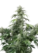 Banana Frost Auto seeds by Fast Buds - Banana Jealousy RF3 x Frostbanger Auto