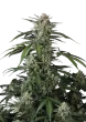 Banana Guava Auto seeds by Fast Buds