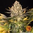 Banana Punch Feminized Cannabis Seeds by Barneys Farm
