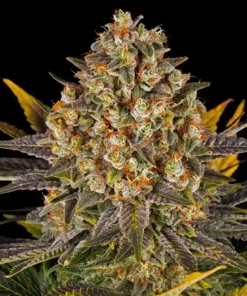 Banana Punch Feminized Cannabis Seeds by Barneys Farm