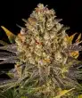 Banana Punch Feminized Cannabis Seeds by Barneys Farm