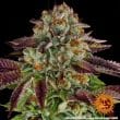 Biscotti Mintz Feminized Cannabis Seeds by Barneys Farm