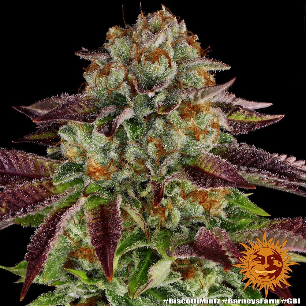 Biscotti Mintz Feminized Cannabis Seeds by Barneys Farm Biscotti Mintz Feminized Cannabis Seeds by Barneys Farm