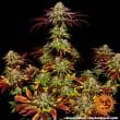 Biscotti Mintz Feminized Cannabis Seeds by Barneys Farm