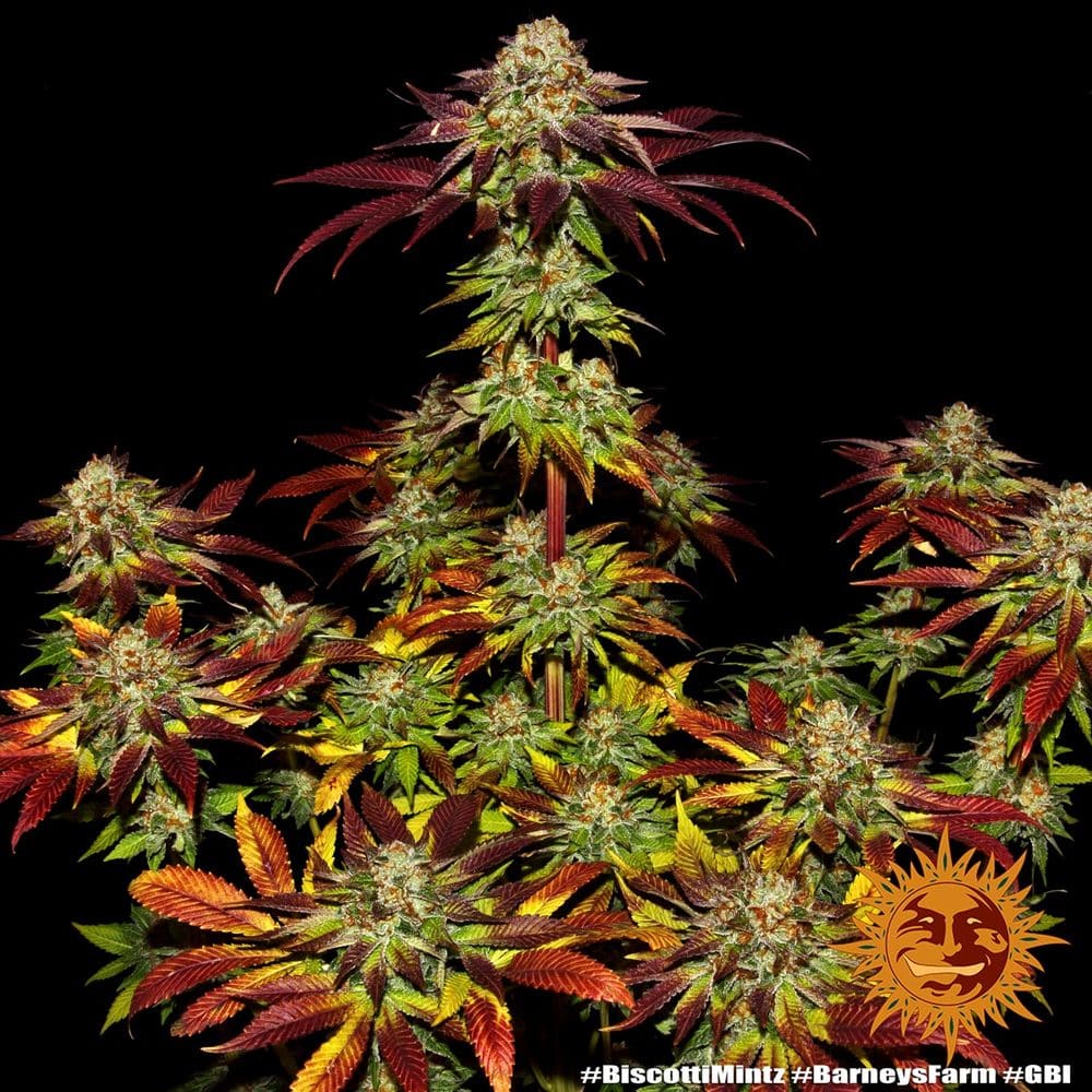 Biscotti Mintz Feminized Cannabis Seeds by Barneys Farm Biscotti Mintz Feminized Cannabis Seeds by Barneys Farm