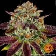 Biscotti Mintz Feminized Cannabis Seeds by Barneys Farm