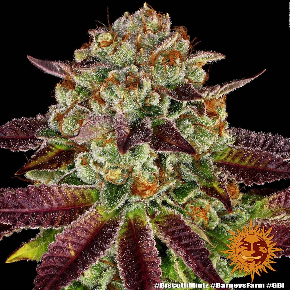 Biscotti Mintz Feminized Cannabis Seeds by Barneys Farm Biscotti Mintz Feminized Cannabis Seeds by Barneys Farm