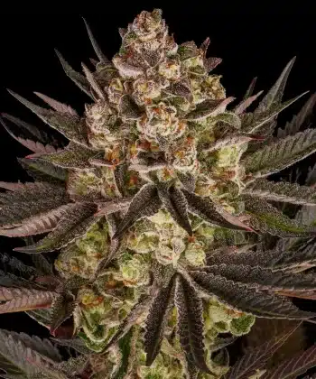 Biscotti Mintz Feminized Cannabis Seeds by Barneys Farm