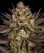 Biscotti Mintz Feminized Cannabis Seeds by Barneys Farm