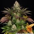 Biscotti Feminized Cannabis Seeds by Barneys Farm