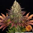 Biscotti Feminized Cannabis Seeds by Barneys Farm