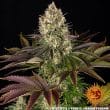 Biscotti Feminized Cannabis Seeds by Barneys Farm