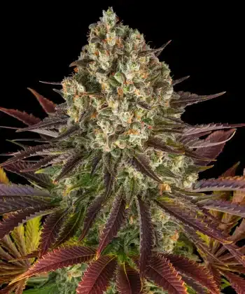 Biscotti Feminized Cannabis Seeds by Barneys Farm