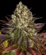 Biscotti Feminized Cannabis Seeds by Barneys Farm