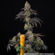 Black Cherry Gushers Feminized Cannabis Seeds by Barneys Farm