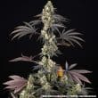 Black Cherry Gushers Feminized Cannabis Seeds by Barneys Farm