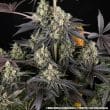 Black Cherry Gushers Feminized Cannabis Seeds by Barneys Farm