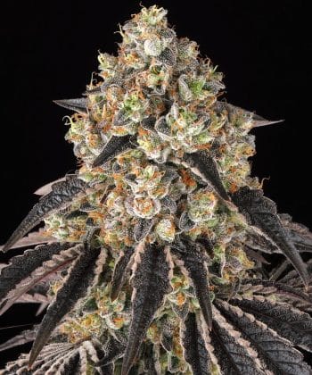 Black Cherry Gushers Feminized Cannabis Seeds by Barneys Farm