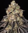 Black Cherry Gushers Feminized Cannabis Seeds by Barneys Farm