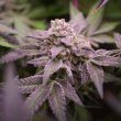 DP Blue Applez Feminized Cannabis Seeds by Dutch Passion Seeds