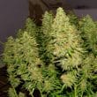 Blue Auto Mazar Cannabis Seeds by Dutch Passion Seeds