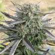 Blue Auto Mazar Cannabis Seeds by Dutch Passion Seeds
