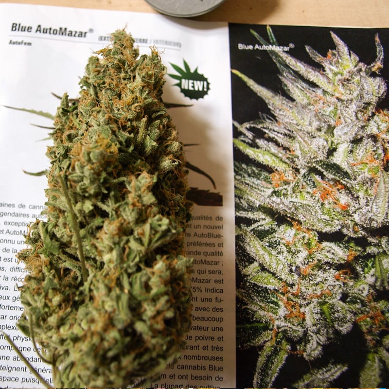 Blue Auto Mazar by Dutch Passion Seeds Blue Auto Mazar by Dutch Passion Seeds