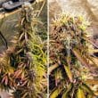Blue Auto Mazar Cannabis Seeds by Dutch Passion Seeds
