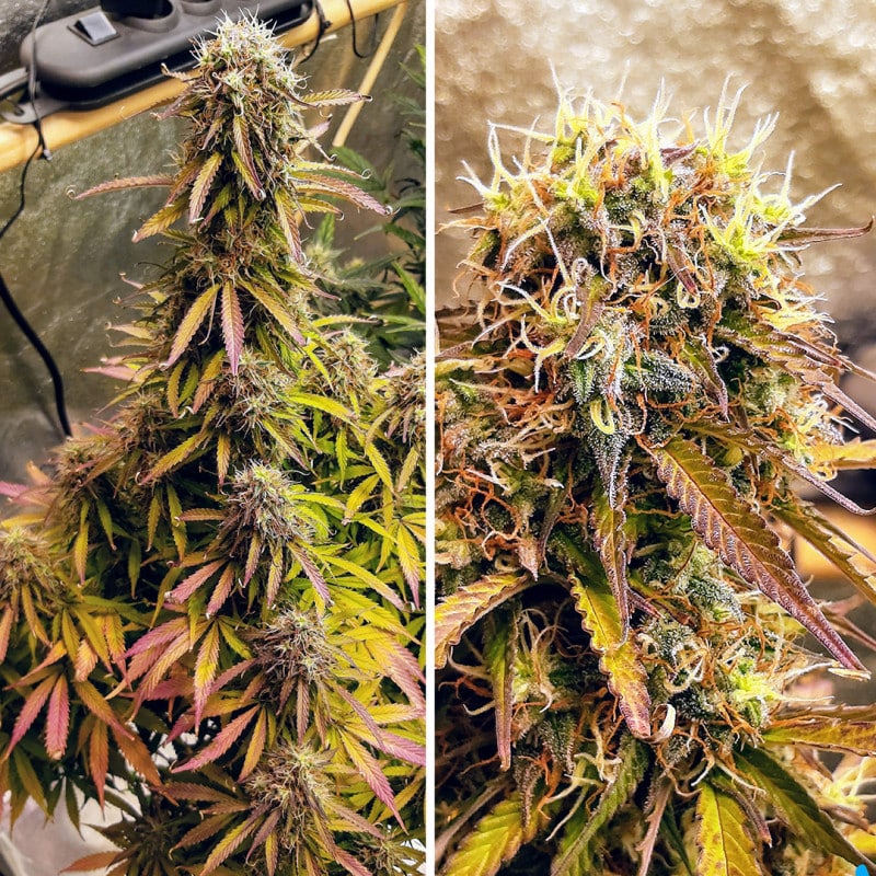 Blue Auto Mazar by Dutch Passion Seeds Blue Auto Mazar by Dutch Passion Seeds