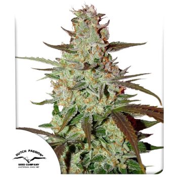 Blue Auto Mazar by Dutch Passion Seeds