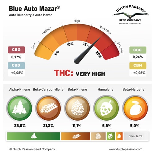 Blue Auto Mazar terpene and cannabinoid profile Blue Auto Mazar terpene and cannabinoid profile