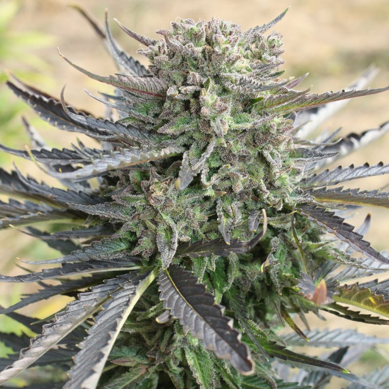 Blue Auto Mazar by Dutch Passion Seeds Blue Auto Mazar by Dutch Passion Seeds