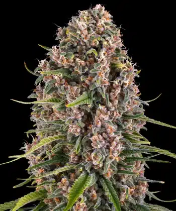 Blue Cheese Feminized Cannabis Seeds by Barneys Farm