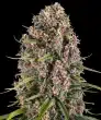 Blue Cheese Feminized Cannabis Seeds by Barneys Farm