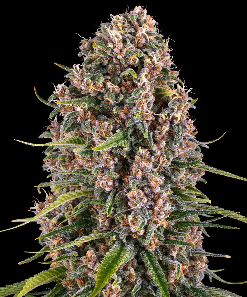 Blue Cheese Feminized Cannabis Seeds by Barneys Farm Blue Cheese Feminized Cannabis Seeds by Barneys Farm