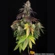 Blue Dream Feminized Cannabis Seeds by Barneys Farm