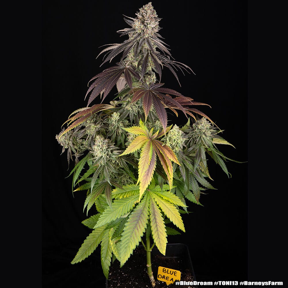 Blue Dream Feminized Cannabis Seeds by Barneys Farm Blue Dream Feminized Cannabis Seeds by Barneys Farm