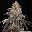 Blue Dream Feminized Cannabis Seeds by Barneys Farm