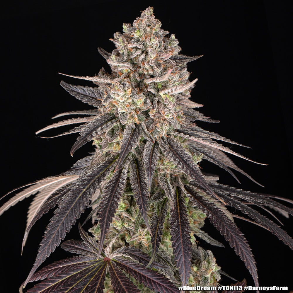 Blue Dream Feminized Cannabis Seeds by Barneys Farm Blue Dream Feminized Cannabis Seeds by Barneys Farm