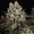 Blue Dream Feminized Cannabis Seeds by Barneys Farm
