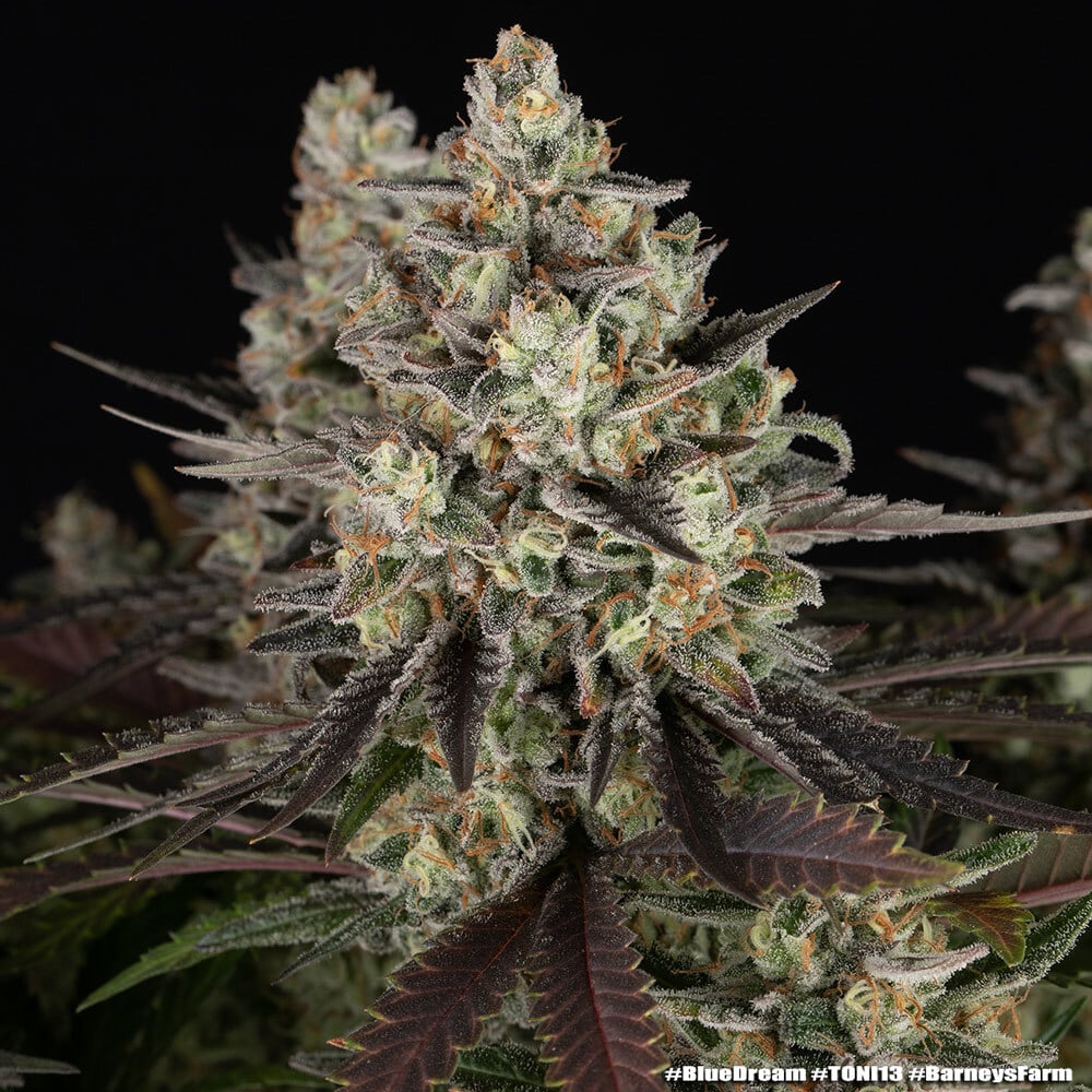 Blue Dream Feminized Cannabis Seeds by Barneys Farm Blue Dream Feminized Cannabis Seeds by Barneys Farm